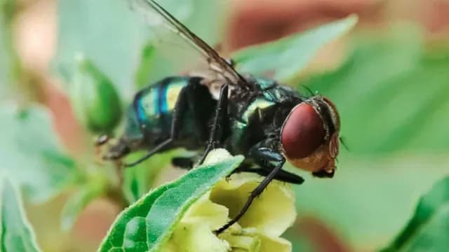 La mosca del gusano barrenador es capaz de detectar las moléculas del olor de la sangre. Foto: UNAM