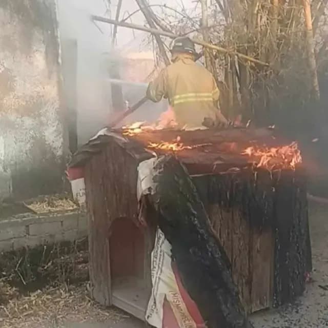 Sujetos Destrozan y Queman Albergue 'Colitas Felices' en Nayarit; Mueren 6 Perritos