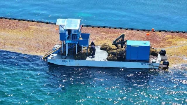 operativo para limpiar sargazo en el mar y evitar que llegue a las playas