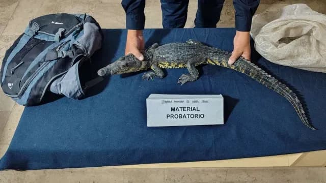 Hallan mochila con un cocodrilo en el Centro Histórico de Puebla. Foto: X @SSPGobPue