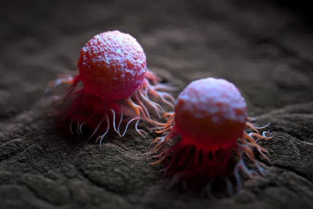 Células cancerosas pegadas a un tejido