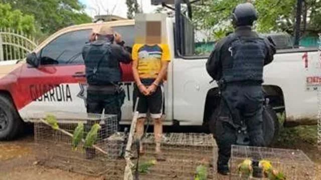 Detienen Hombre que Transportaba Aves Protegidas en Tamaulipas
