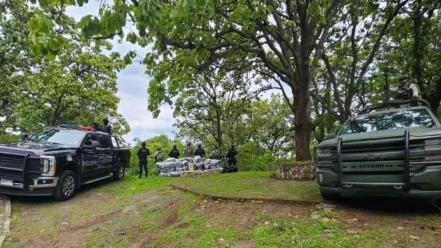 Aseguran presunta marihuana en Ahualulco. Foto: Policía Estatal