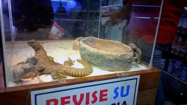 Uromastyx, especie amenazada, en el Mercado de Mixihuca