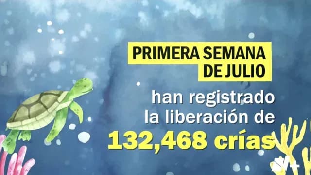 registran-liberacion-tortuga-lora-playa-bagdad-Matamoros