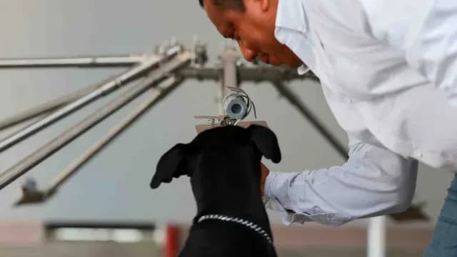 entrenamiento de perros contra gusano barrenador