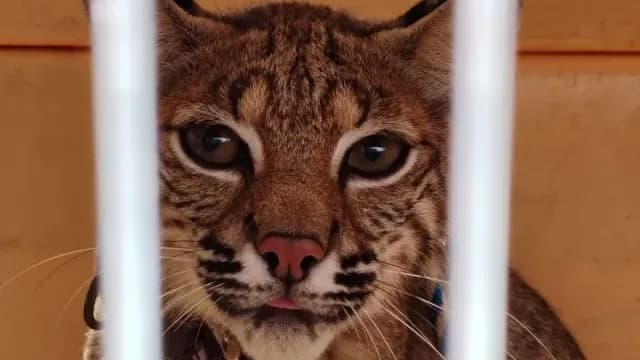 Se presume que el animal salvaje habría estado privado de la libertad como mascota. Foto: X @PROFEPA_Mx