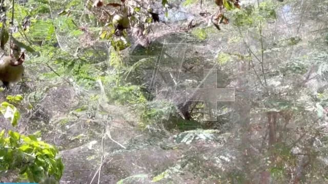 Reportan-Vecinos-Colonia-Lázaro-Cárdenas-Plaga-Arañas