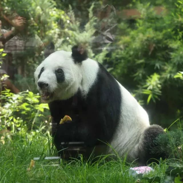 "La Cuidaron con Esmero y Amor": China Agradece Protección a Xin Xin, Panda Mexicana, ¿Habrá Más?