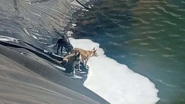 Tres Perros Quedaron Atrapados Dentro de un Reservorio de Agua en Camalú