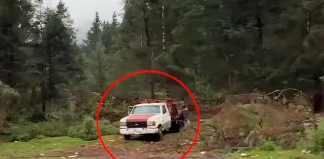 Taladores cargan trozos de árboles a pie de carretera