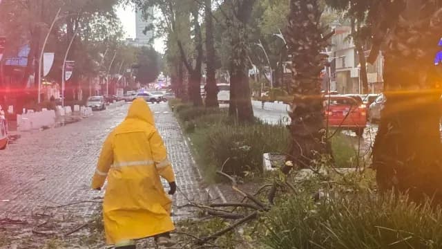 Un árbol cayó en el cruce de Avenida Juárez y 15 Sur de Puebla. Foto: SSC Puebla