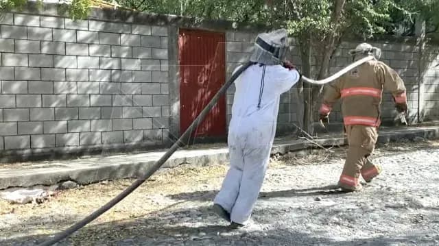 Ataque de Abejas en Telesecundaria de Ciudad Victoria, Tamaulipas