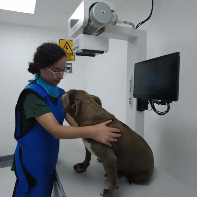 Hospital Veterinario CDMX: Así es la Nueva Clínica con Ambulancia y Atención 24 Horas a Mascotas