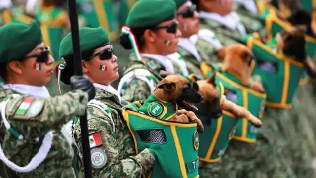 Esta es la Nueva Generación de Héroes Caninos Mexicanos
