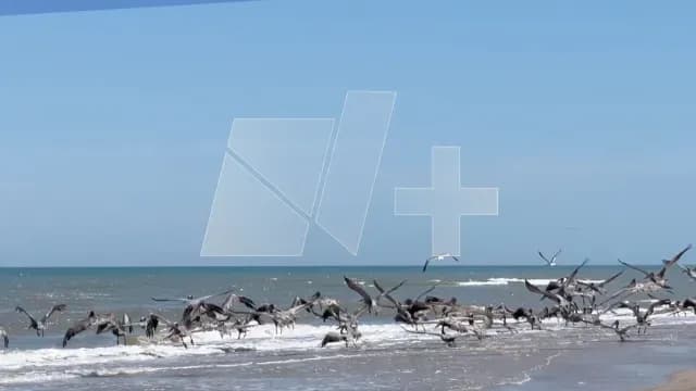Caso-Gripe-Aviar-Matamoros-Gaviota-Playa-Bagdad