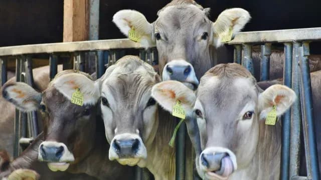 Se detectaron casos de gusano barrenador en San Sebastián Tlacotepec, Molcaxac y Tepeaca
