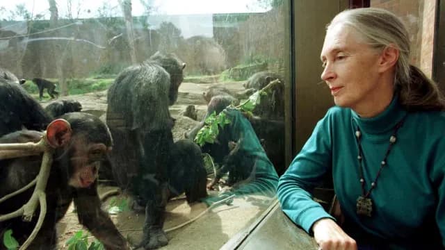 Jane Goodall, la etóloga que descubrió la cultura de los chimpancés