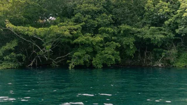La Laguna de Bacalar está rodeada por distintos tipos de mangle. (Foto: N+)