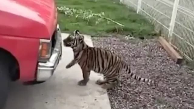 El ejemplar fue asegurado al tratarse de una especie en peligro de extinción. Foto: Secretaría de Seguridad del Estado