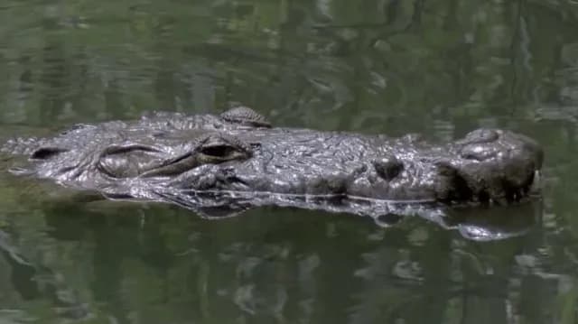 Crece Presencia de Cocodrilo Moreletii en Tamaulipas
