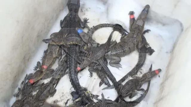Capturan a Más de 20 Cocodrilos en Ciudad Madero, Tamaulipas