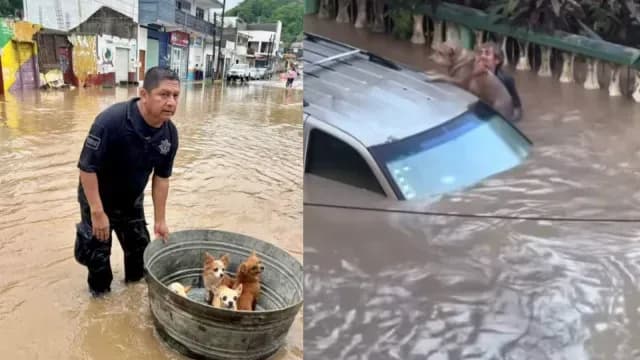 Rescate ade animales en Veracruz. Foto: X