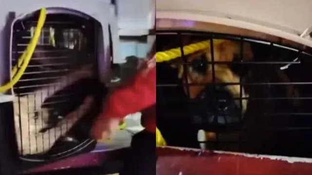 Varios perros fueron retirados de la calle por mal aspecto. Foto: Huellitas con Amor Chignahuapan Puebla