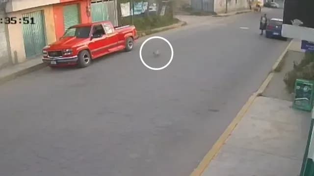 Zafiro estaba perdido desde hace cinco días en la zona de Santa Mago. Foto: Cámara de seguridad