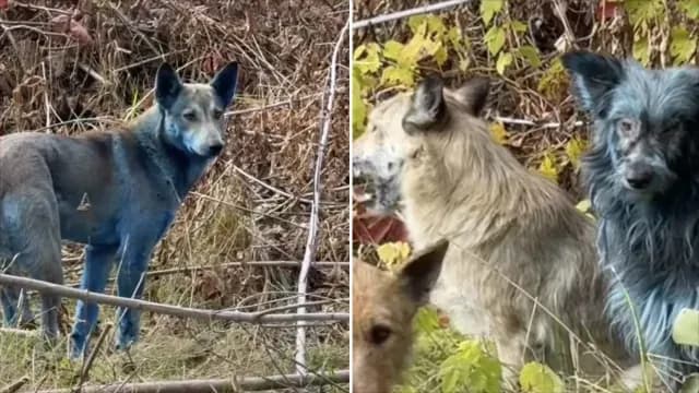 Perros azules se deberían a agua con tinte de un sanitario portátil