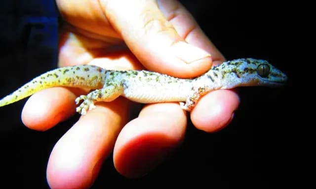 Así se ve la nueva especie de Gecko en México. Foto: Comisión Nacional de Áreas Naturales Protegidas