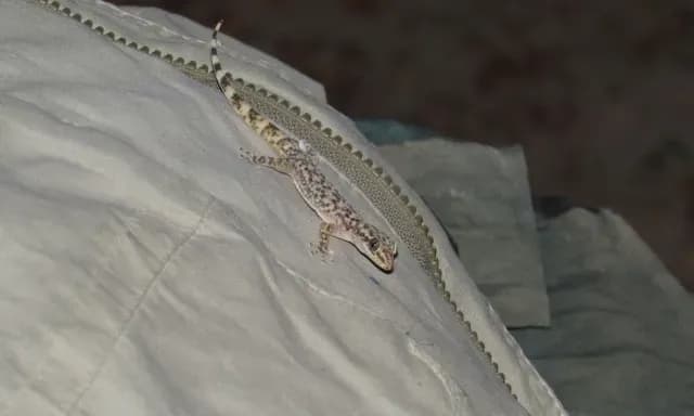 Estudios sobre la Salamanquesa del Valle de Tehuacán-Cuicatlán (Phyllodactylus ngiwa). Foto: Conanp