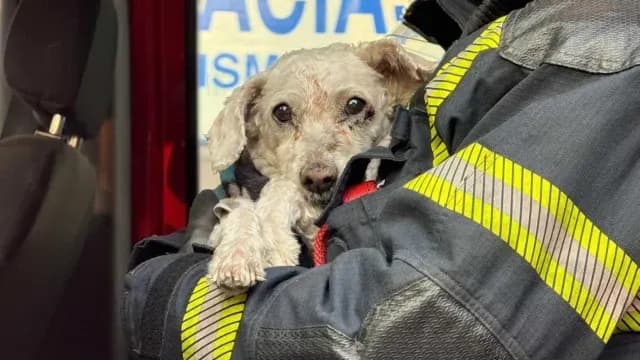 Perrito rescatado en volcadura de taxi
