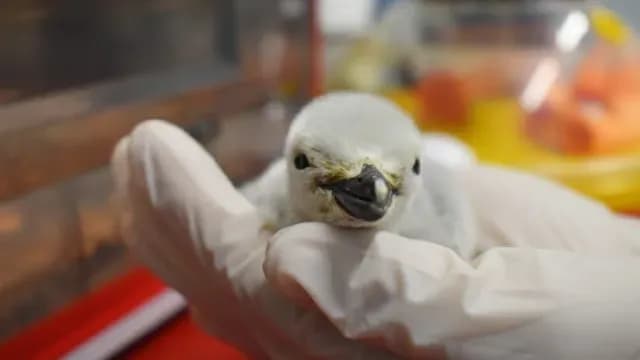 Es Mexicano: Así Es el Primer Pingüino Barbijo Nacido en Cautiverio en Latinoamérica