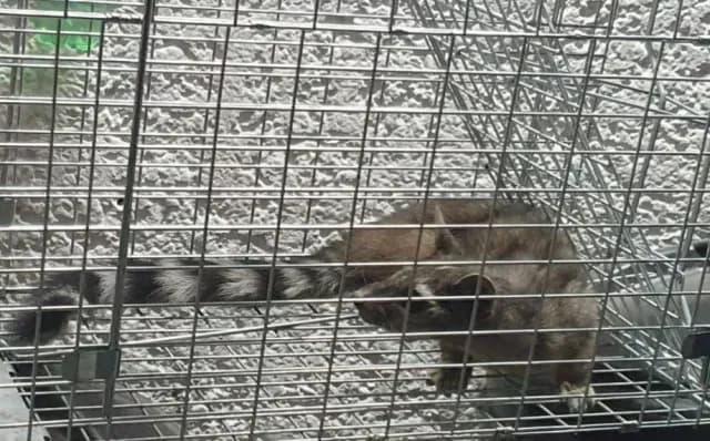Hallan a Cacomixtle Zona de Vías del Metro CDMX