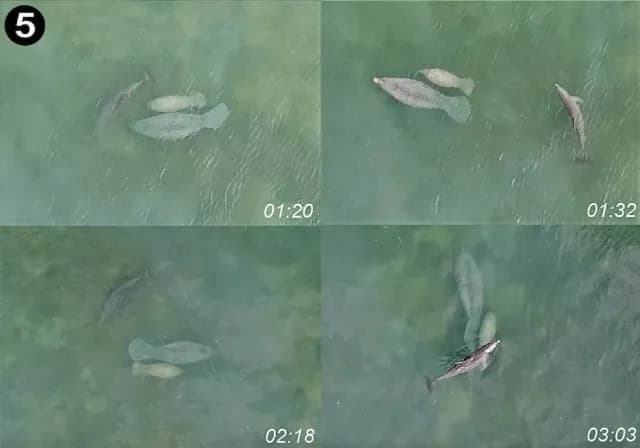 Imágenes de un video donde un delfín agrede a manatíes