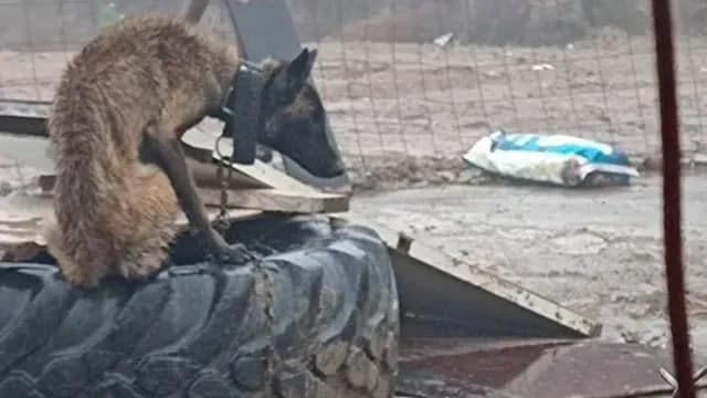 Max, perrito encadenado en un predio de Santa Fe en Tijuana, BC. Foto: Facebook @missy.reynagamedina