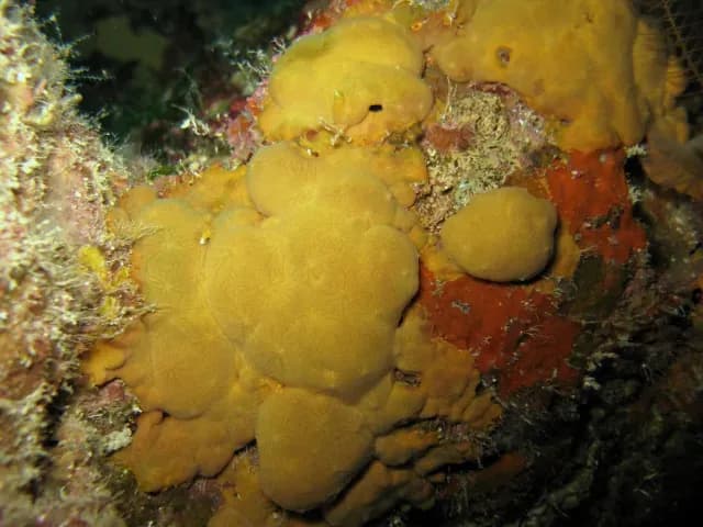 Esponja Ceratoporella nicholsoni en el mar Caribe