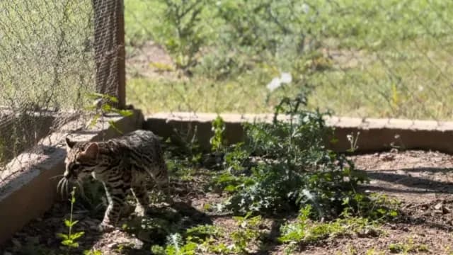 Ocelote resguardado en Tamatán, Ciudad Victoria.