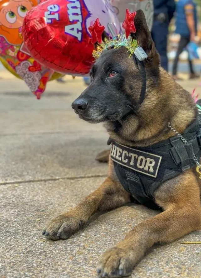 Perritos Policía Reparten Amor por San Valentín en CDMX
