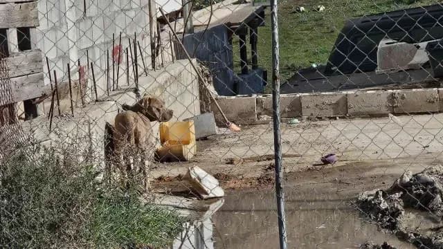 Denuncia Presunto Caso de Maltrato Animal al Este de Tijuana