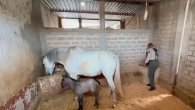 Sus padres también son parte de la Comisaría. Foto: Policia de Guadalajara