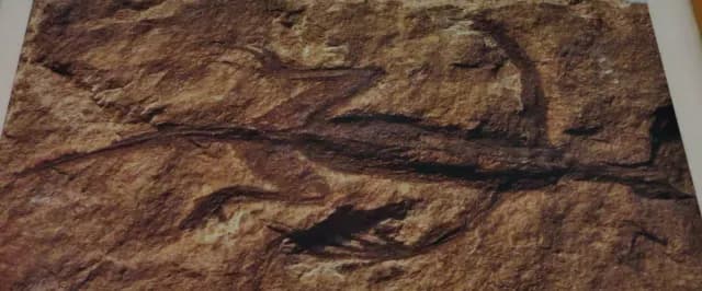 Fósil de Tridentunosaurus que resultó ser falso