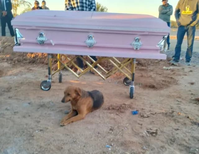 Perrita Acompaña Féretro de su Dueña Hasta el Panteón
