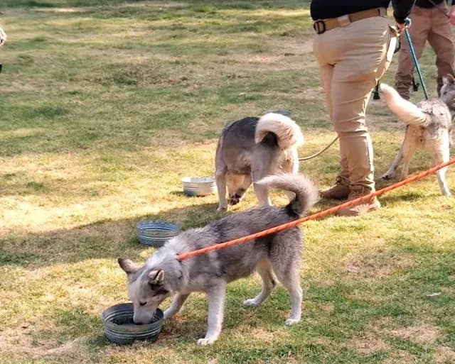 11 cachorros husky fueron rescatados por maltrato y hacinamiento de un domicilio en la GAM