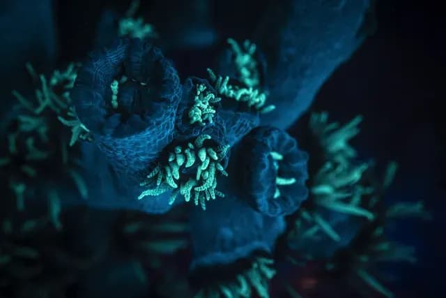 Corales bioluminiscentes en el fondo marino