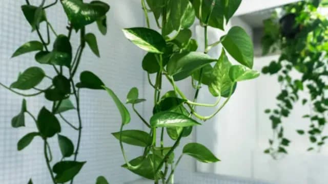 Planta poto puede purificar el aire: Nasa