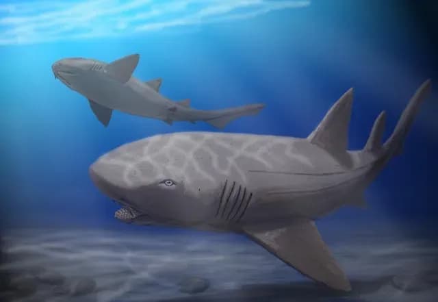 Tiburones prehistóricos del género Ptychodus