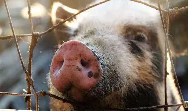 Abuelito Muere al Ser Atacado a Mordidas por su Cerdito cuando Entró a Alimentarlo