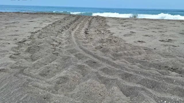 Personal de la fundación siguió el rastro que dejó el reptil sobre la arena hasta la zona de anidamiento | Foto: Facebook Tortugas Fundación Yepez A.C.